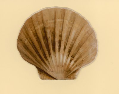 Illustration pour un livret intitulé Coquillages - Benjamin D. Sigmund