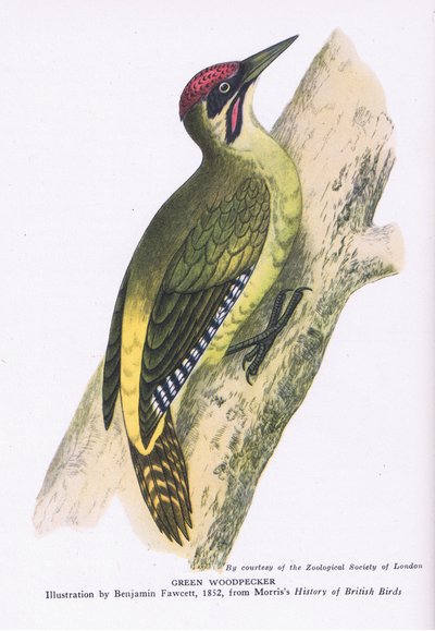 Pic vert, Nature en Grande-Bretagne publiée par Collins - Benjamin Fawcett