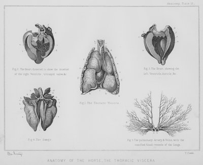 Anatomie du cheval, les viscères thoraciques (lithographie) - Benjamin Herring