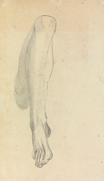 Étude anatomique d