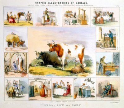 La vache, vers 1850 - Benjamin Waterhouse Hawkins