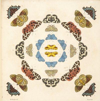 Détail (Planche III), de A Rare Depiction of Butterflies and Moths, pub. 1764 - Benjamin Wilkes