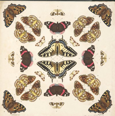 Détail (Planche II), de A Rare Depiction of Butterflies and Moths, pub. 1764 - Benjamin Wilkes