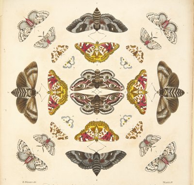 Détail (Planche IV), de A Rare Depiction of Butterflies and Moths, pub. 1764 - Benjamin Wilkes
