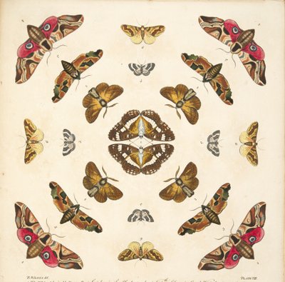 Détail (Planche VIII), de A Rare Depiction of Butterflies and Moths, pub. 1764 - Benjamin Wilkes