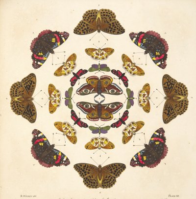 Détail (Planche VII), de A Rare Depiction of Butterflies and Moths, pub. 1764 - Benjamin Wilkes