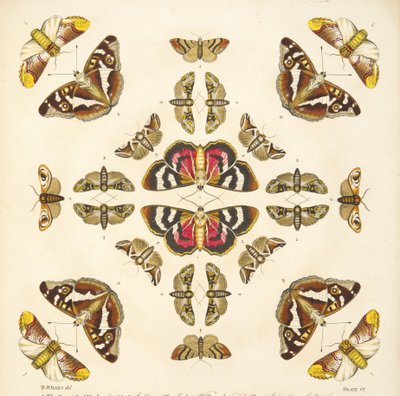 Détail (Planche VI), de A Rare Depiction of Butterflies and Moths, pub. 1764 - Benjamin Wilkes