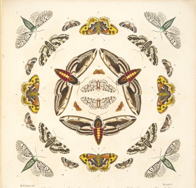 Détail (Planche V), de A Rare Depiction of Butterflies and Moths, pub. 1764 - Benjamin Wilkes