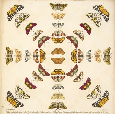Détail de la Planche XI, de Une rare représentation de papillons et de mites, pub. 1764 - Benjamin Wilkes