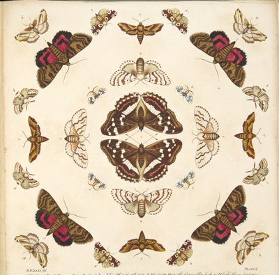 Détail (Planche X), de A Rare Depiction of Butterflies and Moths, pub. 1764 - Benjamin Wilkes