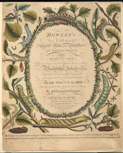 Frontispice, de A Rare Depiction of Butterflies and Moths, pub. 1764 - Benjamin Wilkes