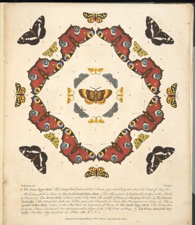 Planche 1, de A Rare Depiction of Butterflies and Moths, pub. 1764 - Benjamin Wilkes