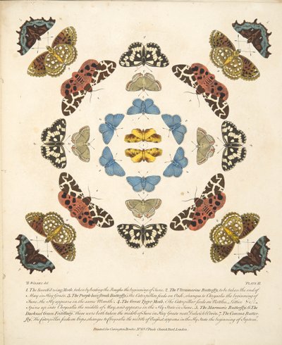 Planche III, de A Rare Depiction of Butterflies and Moths, pub. 1764 - Benjamin Wilkes