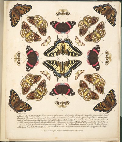 Planche II, de A Rare Depiction of Butterflies and Moths, pub. 1764 - Benjamin Wilkes