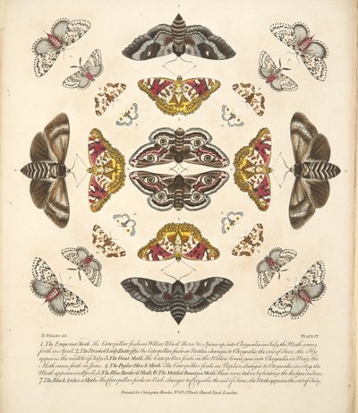 Planche IV, de A Rare Depiction of Butterflies and Moths, pub. 1764 - Benjamin Wilkes