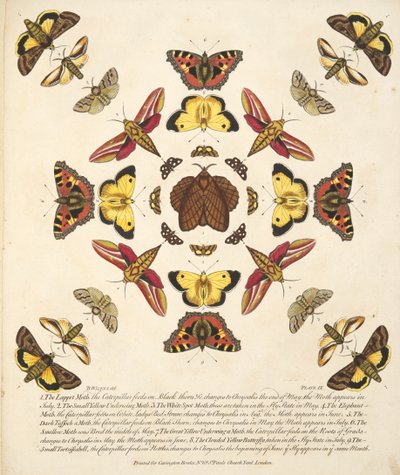 Planche IX, de A Rare Depiction of Butterflies and Moths, pub. 1764 - Benjamin Wilkes