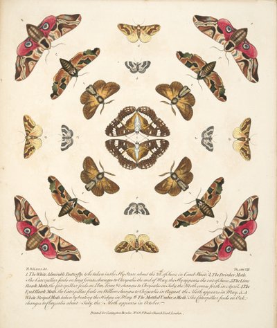 Planche VIII, de A Rare Depiction of Butterflies and Moths, pub. 1764 - Benjamin Wilkes