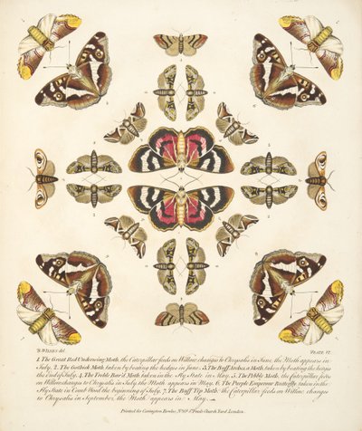 Planche VI, de A Rare Depiction of Butterflies and Moths, pub. 1764 - Benjamin Wilkes