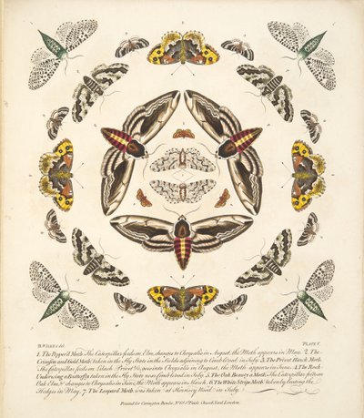 Planche V, de A Rare Depiction of Butterflies and Moths, pub. 1764 - Benjamin Wilkes