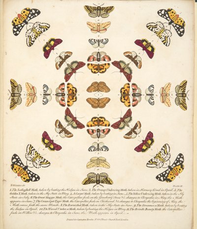 Planche XI, de A Rare Depiction of Butterflies and Moths, pub. 1764 - Benjamin Wilkes