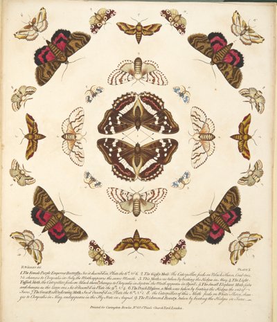 Planche X, de A Rare Depiction of Butterflies and Moths, pub. 1764 - Benjamin Wilkes