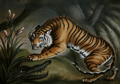 Tigre et crocodile - Benjamin Zobel
