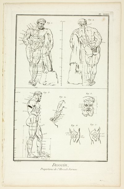 Dessin : Proportions de l