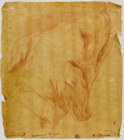 Tête de chien - Bernard Baron