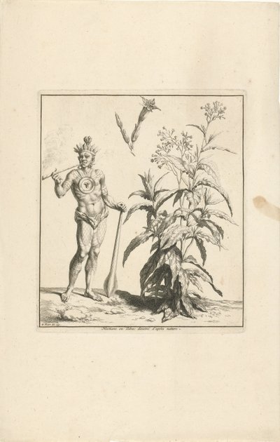 Plante de tabac et indigène d