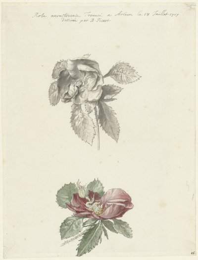 Feuille d