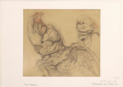 Deux cacatoès, à mi-corps - Bernard Willem Wierink
