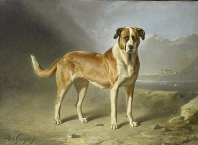 Un chien St Bernard - Bernard te Gempt
