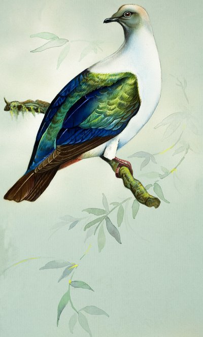 Pigeon impérial (gouache sur papier) - Bert Illoss