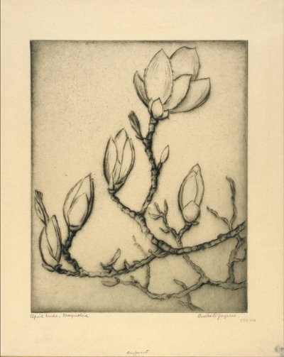 Bourgeons d