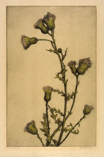 Chardon des champs - Bertha E. Jaques