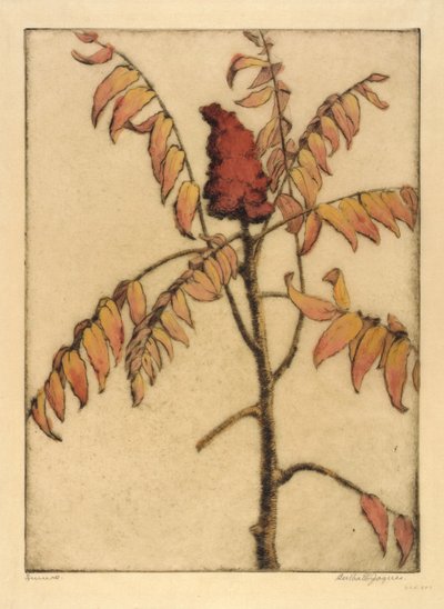 Sumac - Bertha E. Jaques