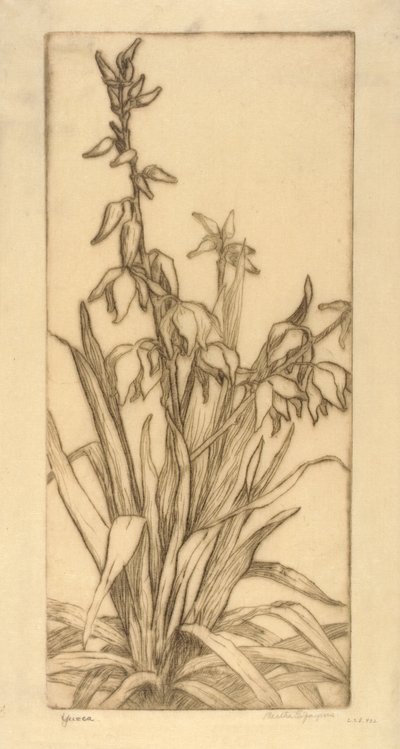 Yucca - Bertha E. Jaques