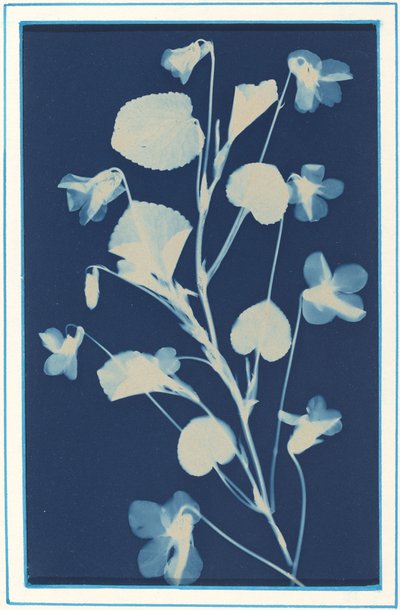 Sans titre, c. 1900 - Bertha Evelyn Jacques