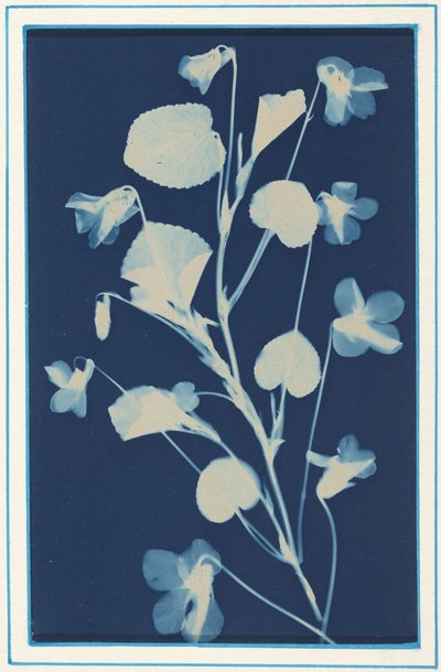 Sans titre,c. 1900 (photo) - Bertha Jaques
