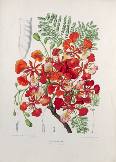 Poinciana Regia, illustration de Fleurs, Fruits et Feuillages Choisies de la Flore et de la Pomone de l