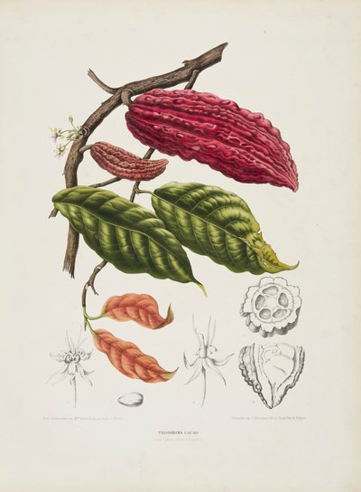 Theobroma, arbre de cacao - Berthe Hoola van Nooten