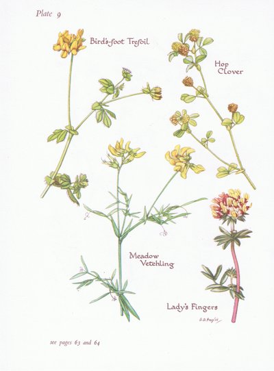Lotier corniculé, Trèfle des prés, Trèfle jaune, Vesce des prés, 1951 - Bessie D. Inglis