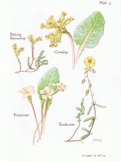 Orpin âcre, Primevère officinale, Hélianthème, Primevère, 1951 - Bessie D. Inglis
