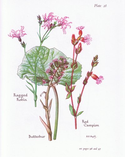 Pétasite, Lychnis fleur-de-coucou, Silène dioïque, 1951 - Bessie D. Inglis