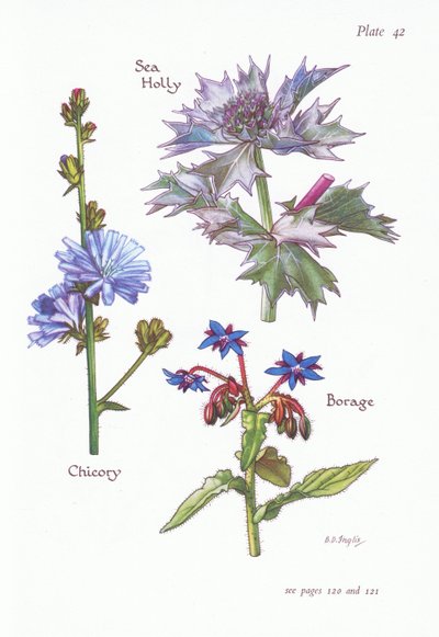 Chicorée ou Succory, Chardon bleu, Bourrache - Bessie D. Inglis
