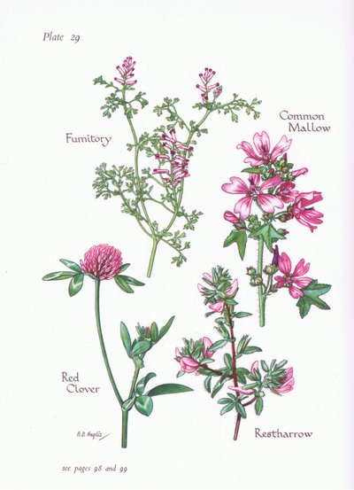 Mauve commune, Arrête-bœuf, Fumeterre, Trèfle rouge, 1951 - Bessie D. Inglis