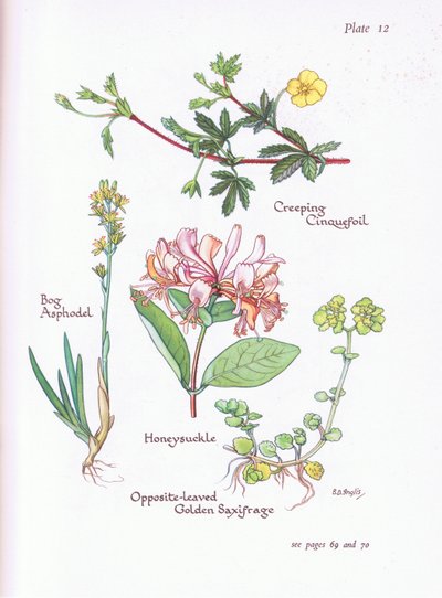 Potentille rampante, Narthecium, Chèvrefeuille, Saxifrage opposée, 1951 - Bessie D. Inglis