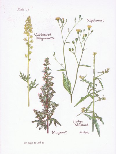 Réséda à feuilles de capillaire, Armoise, Laiteron, Moutarde des haies, 1951 - Bessie D. Inglis