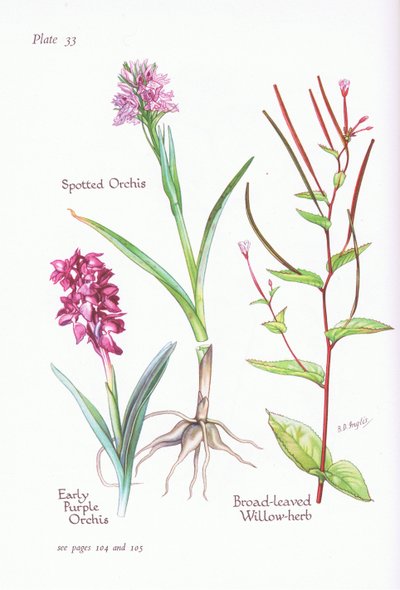Orchis mâle, Orchis tacheté, Épilobe à feuilles larges, 1951 - Bessie D. Inglis