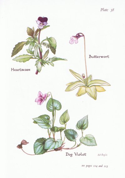Pensée sauvage, Violette des chiens, Grassette, 1951 - Bessie D. Inglis